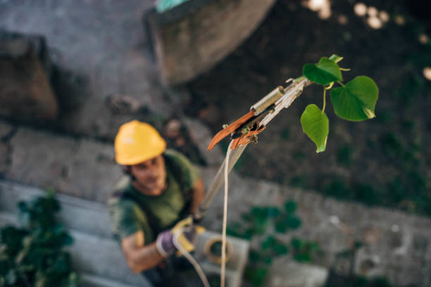 Best Tree Removal Near Me  in St Georges, DE